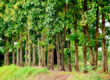A row of tropical trees with green leaves - Wood for furnitures