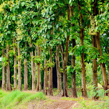 A row of tropical trees with green leaves - Wood for furnitures