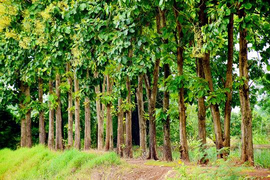 A row of tropical trees with green leaves - Wood for furnitures